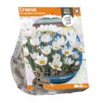 Baltus Crocus Chrysanthus Ard Schenk bloembollen per 10 stuks